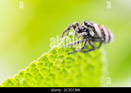 Eine springende Spinne beobachtet, wie sie an einem Sommertag in einem städtischen Garten an der Seite eines Salbei-Blattes hängt Stockfoto