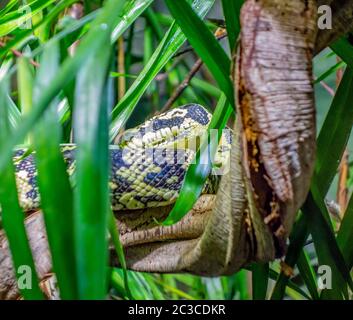 Dschungel Teppichpython in natürlichen Ambiente Stockfoto