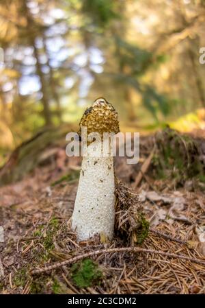 Low-Angle-Shot eines gemeinsamen Stinkhorn Pilz in natürlichen Wald Ambiente Stockfoto