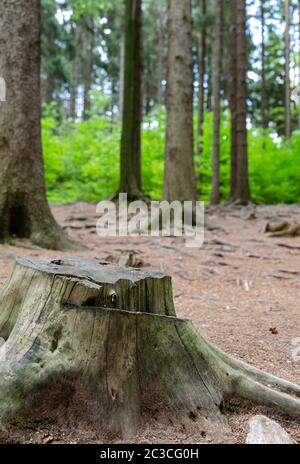 Entwaldungskonzept mit einem trockenen Baumstumpf gegen grünen Wald mit hohen Kiefern. Stockfoto