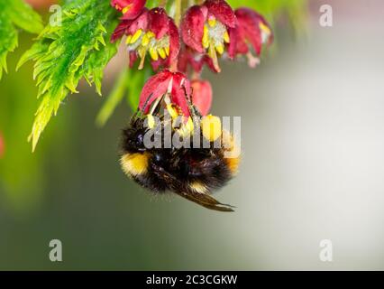 Makro einer früh brütenden Hummel (Bombus pratorum), die Pollen an den Blüten eines japanischen Ahornbaums sammelt Stockfoto