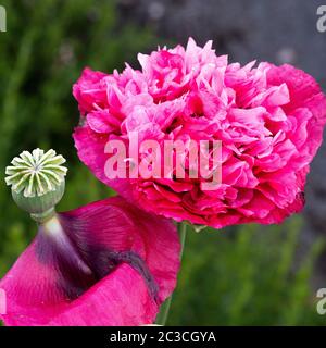 Eine schöne rosa Doppel Opium Poppy Blume und Seed Kopf in einem Garten in Alsager Cheshire England Vereinigtes Königreich Großbritannien Stockfoto