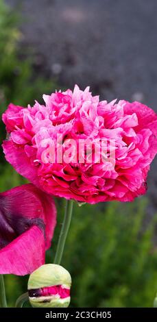 Eine schöne rosa Doppel Opium Poppy Blume und Seed Kopf in einem Garten in Alsager Cheshire England Vereinigtes Königreich Großbritannien Stockfoto