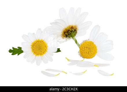 Schöne Gänseblümchen (Marguerite) mit einzelnen Kronblättern im Vordergrund. Isoliert auf weißem Hintergrund, einschließlich Beschneidungspfad und ohne Schatten. Deutschland Stockfoto