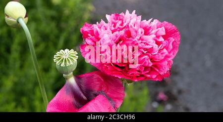 Eine schöne rosa Doppel Opium Poppy Blume und Seed Kopf in einem Garten in Alsager Cheshire England Vereinigtes Königreich Großbritannien Stockfoto