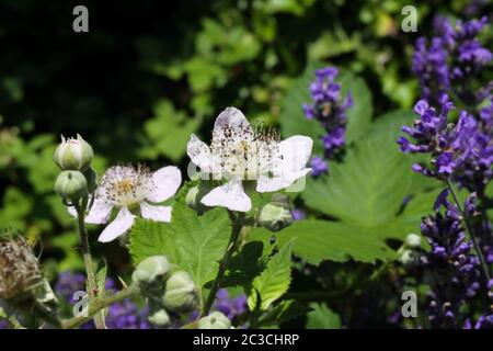 Makroaufnahme von rosa weißen Brombeerblüten (rubus) und Knospen im Lavendelbusch (Fokus auf Mitte) Stockfoto