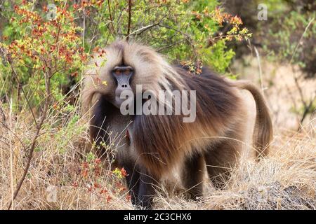 Endemic Gelada in Simien, Äthiopien Stockfoto