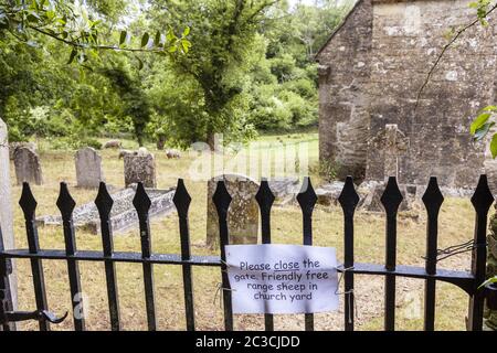 Schafe weiden auf dem Kirchhof der sächsischen Kirche St. Michael in der Cotswold Dorf Duntisbourne Rouse, Gloucestershire UK Stockfoto