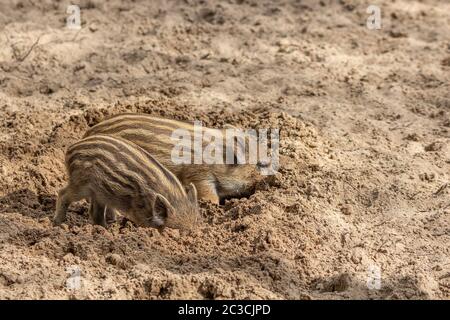 Zwei kleine Wildschweinferkel graben im Boden nach Nahrung. Stockfoto