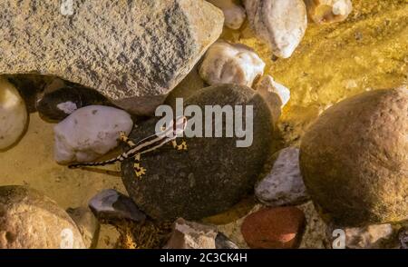 Hohe Winkelaufnahme mit einem Molch aus Luristan in nassem Ambiente Stockfoto