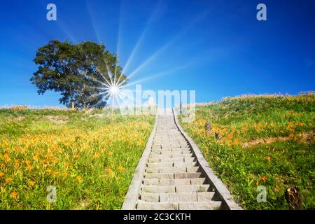 Luftaufnahme der berühmten und schönen Daylilienblüte auf dem Berg Sixty Stone in Hualien Taiwan Stockfoto