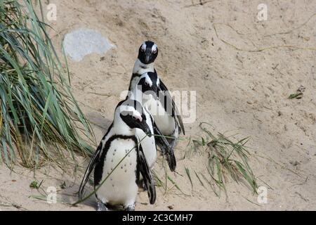 Eine Gruppe von Humboldt Pinguine (Spheniscus Humboldti) Stockfoto