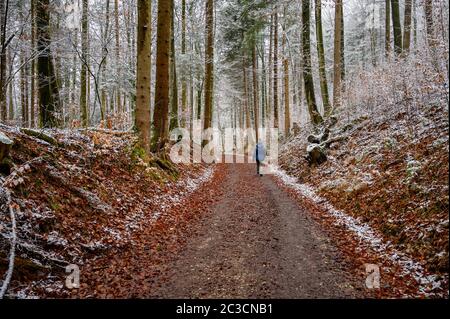 Ein Spaziergang im Bayerischen Wald Stockfoto