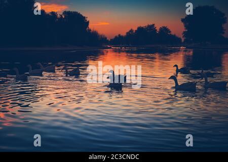 Silhouetten einer schönen Schwäne, die nach dem Anführer der Packung folgen, wilde Vögel, die in den See im Licht des Sonnenuntergangs schwimmen, Schönheit der wilden Natur Stockfoto