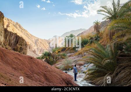 Berglandschaft mit Palmen und Pflanzen in der Wüste von Ägypten Dahab Stockfoto