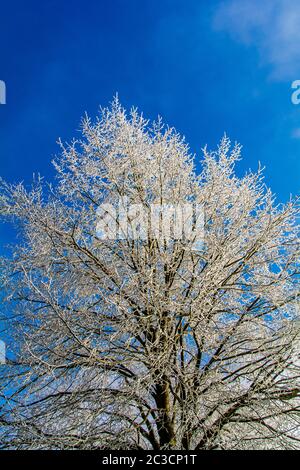 Kalter Winter in der Eifel in Deutschland Stockfoto