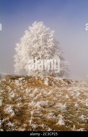 Kalter Winter in der Eifel in Deutschland Stockfoto