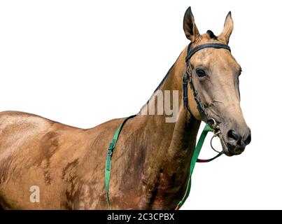 Porträt des achal-teke Pferdes auf weißem Hintergrund. Stockfoto