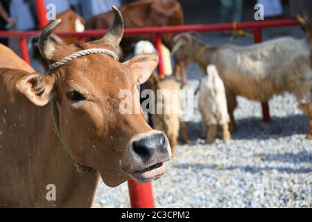 Tiermarkt Tiermarkt SARS Coronavirus-Krankheit Corona-Ausbruch Pandemie China Afrika Asien Indien Indien Kuh Ochsen und Klaue Ziege Schaf Schaf Schaf Schaf Rindfleisch Gesundheit Gefahr Vieh Gefahr Stockfoto
