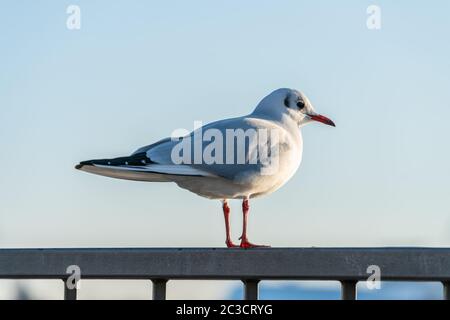 Eine einzelne wilde Möwe sitzt auf einem Geländer Stockfoto