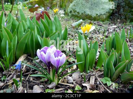 Weiße und lila blühende Krokusse im Frühlingsgarten Stockfoto