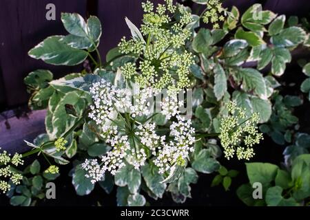 Die weißen Blütenstände von Bishop's Goutweed. Stockfoto