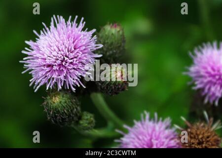 Makroansicht eines Distelblumenkopfes vor einem verschwommenen Hintergrund. Stockfoto