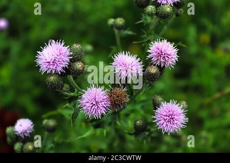 Draufsicht auf Distelblumenköpfe in mehreren Stufen. Stockfoto