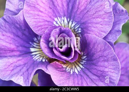 Makroansicht einer violetten sibirischen Iris Blume. Stockfoto