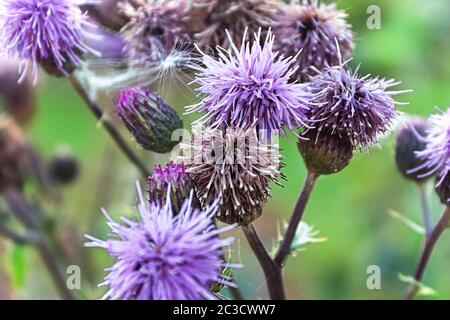 Nahaufnahme von mehreren lila Distel Blütenköpfe. Stockfoto