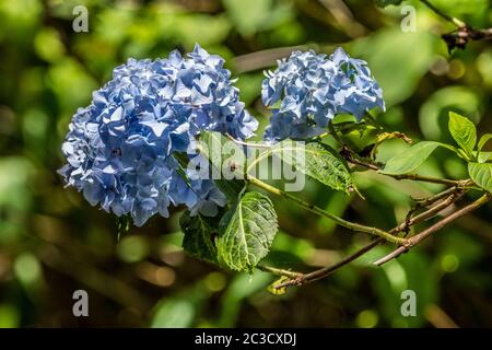 Ein großer Hortensienbusch mit zwei blauen Blüten an einem Zweig, der aus der Nähe an einem hellen sonnigen Tag im frühen Sommer hervorsteht Stockfoto