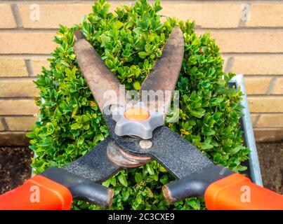 Nahaufnahme eines Paares von Baumschere gerade kurz vor dem Schneiden der Oberseite einer kleinen Box Hecke, wächst in einem quadratischen Topf außerhalb. Stockfoto