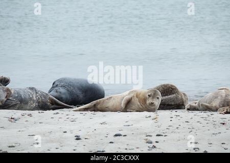 Kegelrobben am Strand der Helgoland Duene Stockfoto