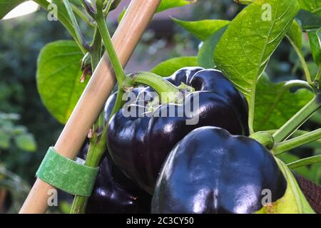 Schwarze Paprika hängen an einem Stiel. Stockfoto