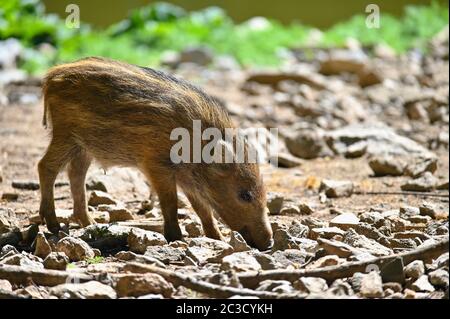 Schöne kleine Schweine wild in der Natur. Wildschwein. Tier im Wald. Stockfoto