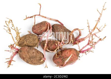 Alte gekeimte Kartoffeln Rosa auf weißem Hintergrund. Großen Sprossen Stockfoto