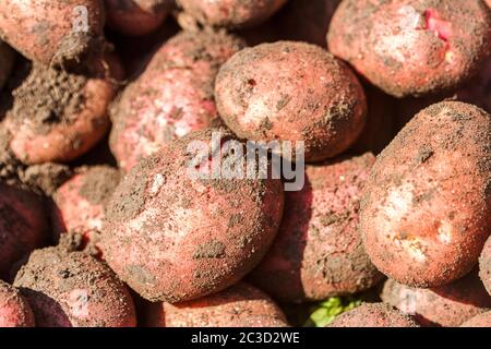 Frisch gegrabene rote Kartoffeln auf dem Bauernhof. Stockfoto