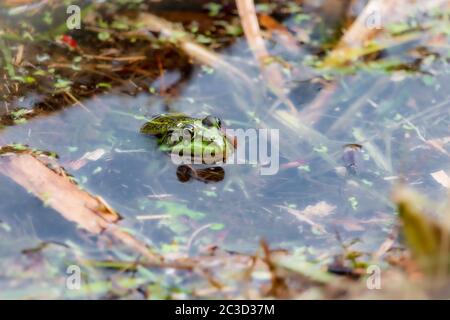 Ein grüner Frosch im Wasser zwischen den Wasserpflanzen schaut uns an, aufgenommen in der Provinz Overijssel in den Niederlanden Stockfoto