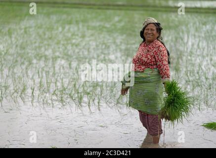 Lalitpur, Nepal. Juni 2020. Eine nepalesische Frau bereitet Reiskeime für die Plantage vor.als der Vormonsun in Nepal beginnt, haben die Bauern begonnen, Reis auf den Feldern am Rande des Kathmandu-Tals zu Pflanzen. Kredit: SOPA Images Limited/Alamy Live Nachrichten Stockfoto