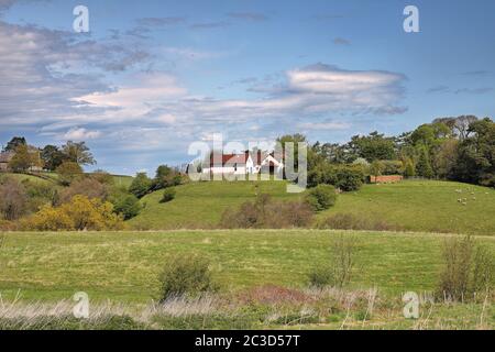 Eine ländliche Landschaft in Shropshire, England mit sanften Hügeln und weidenden Schafen Stockfoto