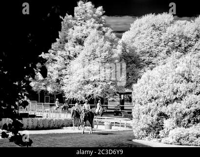 Elmont, NY, USA. April 2014. 19. Juni 2020: Pferde kommen auf die Strecke, um für die Belmont Stakes im Belmont Park in Elmont, New York, zu trainieren. (Bild mit einer modifizierten Infrarotkamera) Scott Serio/Eclipse Sportswire/CSM/Alamy Live News Stockfoto