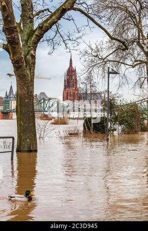 Hochwasser in Frankfurt Stockfoto