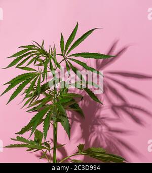 Cannabis Marihuana Cannabis Blätter rosa Hintergrund. Minimalistischer Blumenhintergrund. Stockfoto