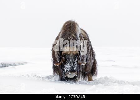 Muskox-Stier (Ovibos moschatus) Porträt von männlichen Nahrungssuche auf schneebedeckter Tundra im Winter, Dovrefjell-Sunndalsfjella Nationalpark, Norwegen Stockfoto