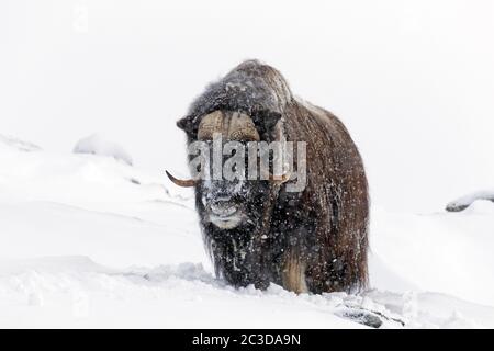 Muskox-Stier (Ovibos moschatus) Porträt des Männchens während Schneefall auf schneebedeckter Tundra im Winter, Dovrefjell-Sunndalsfjella Nationalpark, Norwegen Stockfoto