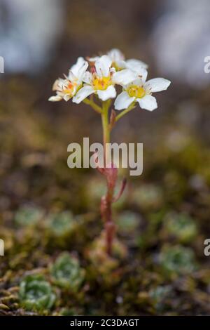 Weißer Bergsaxifrage / Altsaxifrage (Saxifraga paniculata / Saxifraga aizoon) in Blüte in den Alpen Stockfoto