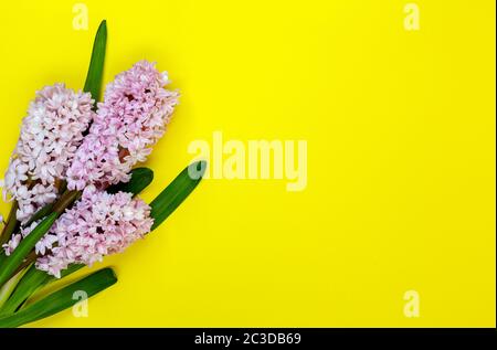 Blumenstrauß von Hyazinthe Blumen. Stockfoto