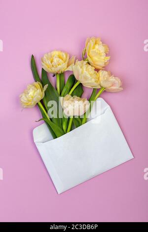 Bouquet von pastellgelb-rosa Tulpen. Stockfoto