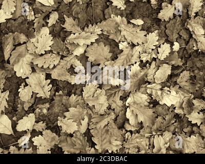 Ein Vollformat Sepia getönten Hintergrund Bild von braunen und schwarzen gefallenen Eichenblättern auf einem Waldboden im Winter Stockfoto