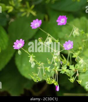 Winzige rosa Blüten von Heckenrasen Cranesbill Geranium pyrenaicum wächst in einem schattigen Heckenboden Somerset UK Stockfoto